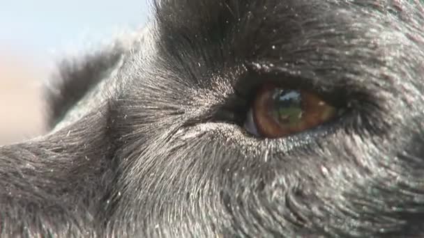 Close up of dog - Footage, Video