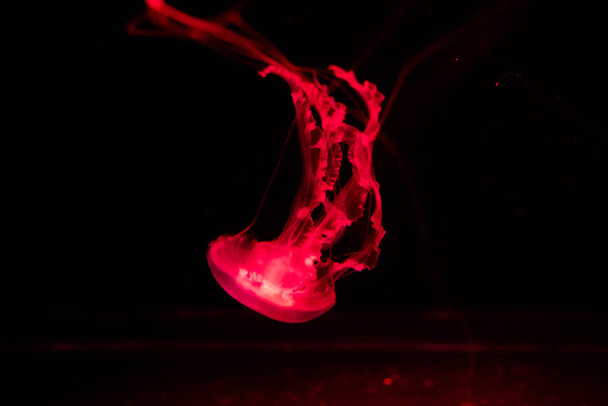 background of a glowing red color jellyfish slowly floating in the dark aquarium water. - Photo, image