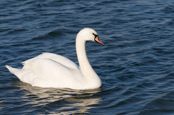 White beautiful swan - Photo, Image