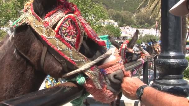 Donkey's in Mijas - Footage, Video