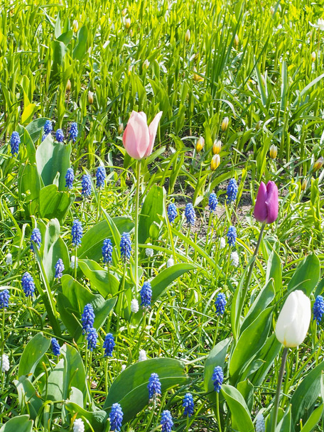schöne Tulpen im Frühling Symbol des Landes der Niederlande - Foto, Bild