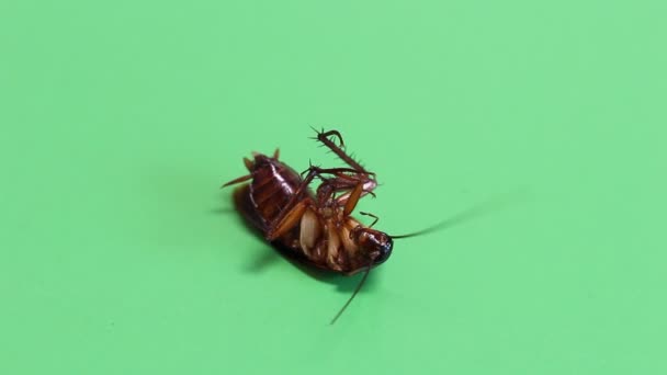 Cockroach lying dying on a green screen - Footage, Video