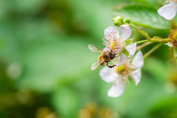 flores, abelhas e muitas outras criaturas pequenas
 - Foto, Imagem