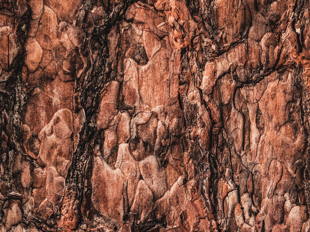 Tree bark texture - Φωτογραφία, εικόνα
