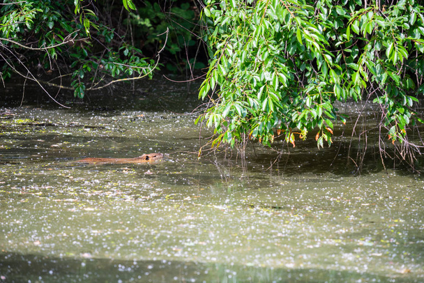 un rat musqué nage dans une petite rivière peu profonde
 - Photo, image