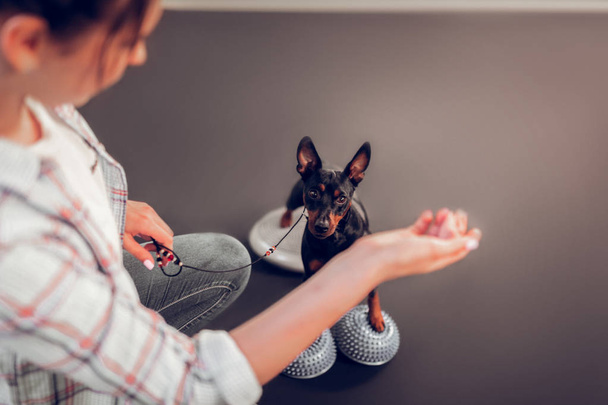 Top view of cute little black dog looking at owner with bacon - Fotoğraf, Görsel