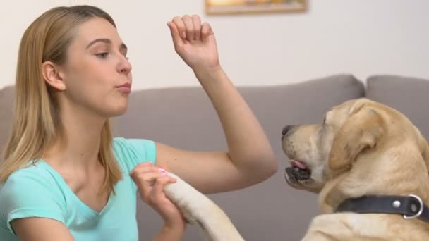 Female teaching dog commands, pet home training, animal obedience, behavior - Video