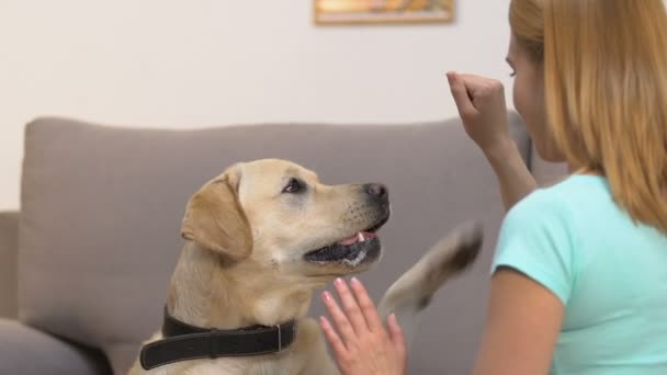 Active labrador learning perform commands, training exercise with female handler - Imágenes, Vídeo