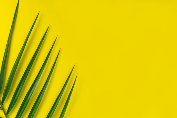 Tropické palmové listy na jasně žlutém pozadí. Kreativní rozložení skutečných tropických listů na modrém pozadí. Letní koncept. Plochý obraz s prostorem pro kopírování. - Fotografie, Obrázek