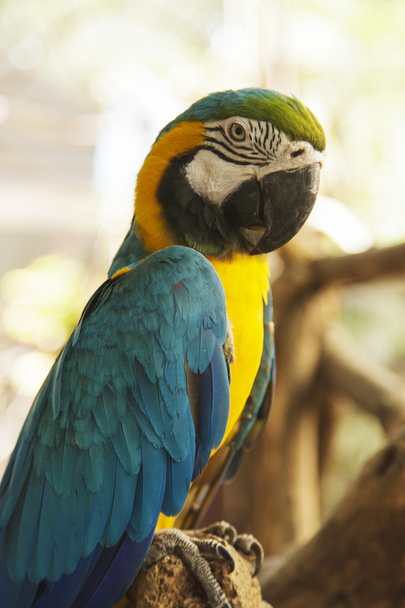 Pájaro guacamayo
 - Foto, Imagen