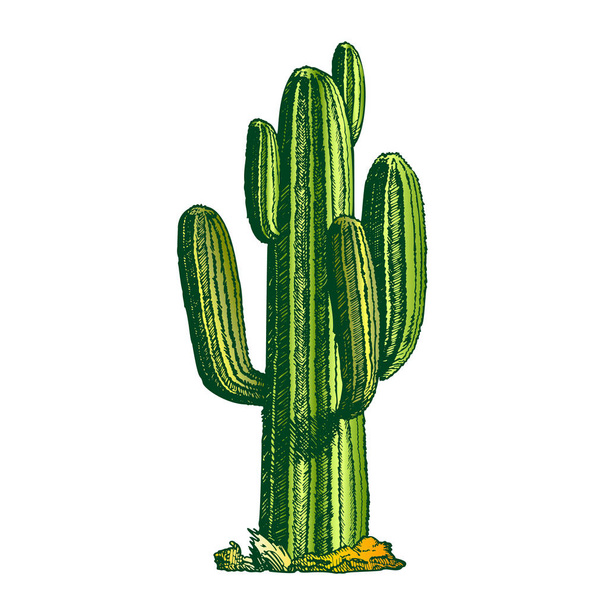 ColorSaguaro Arborescent Tree-like Cactus Ink Vector - Vector, Image
