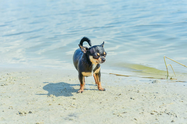 Raça de cães Chihuahua. retrato de um chihuahua de cachorro de raça pura bonito no rio
 - Foto, Imagem
