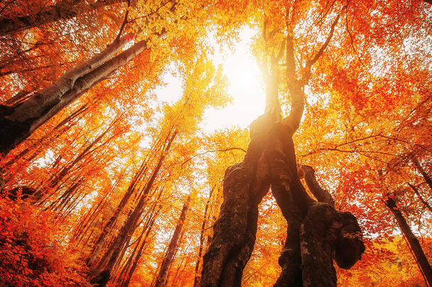 ormanda renkli sonbahar ağaçları. vintage tonda resim. Doğal  - Fotoğraf, Görsel