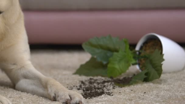 Curious dog near overturned houseplant on floor, mischievous pet, discipline - Materiał filmowy, wideo