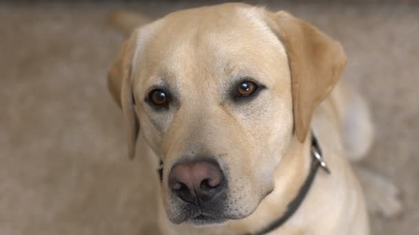 Lonely dog looking camera closeup, adoption pet from shelter, volunteering mercy - Felvétel, videó