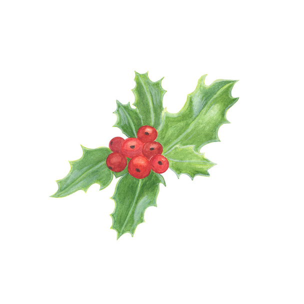 Traditional winter holidays plant, holly leaves and berries, wat - Photo, Image