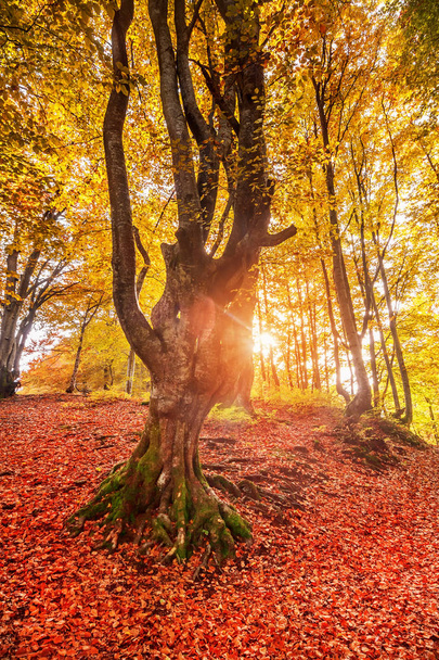 güneşli sonbahar ormanında renkli yaprakları ile eski ağaç. doğal ba - Fotoğraf, Görsel