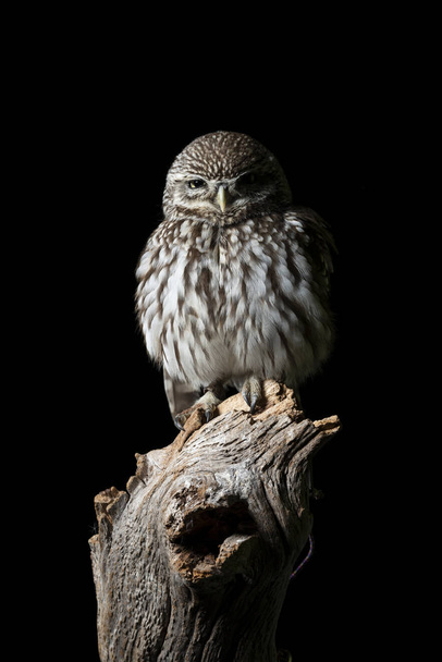 Oszałamiający portret Little Owl Athena Noctua w Studio ustawienie  - Zdjęcie, obraz