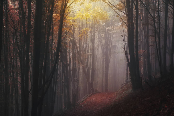 herfst landschap. mysterie mistig forest - Foto, afbeelding