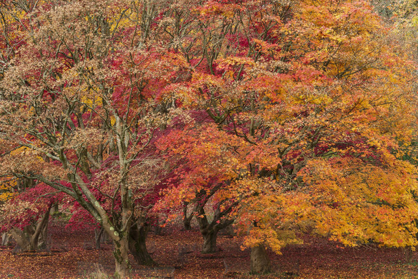 Kaunis värikäs elinvoimainen punainen ja keltainen japanilainen vaahtera puita i
 - Valokuva, kuva