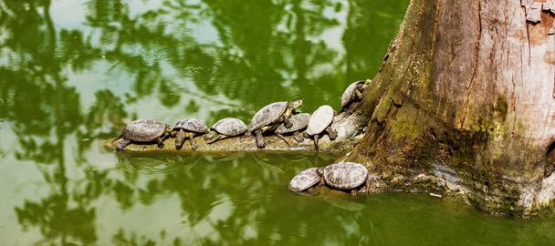 Rodzina żółwi opalanie  - Zdjęcie, obraz