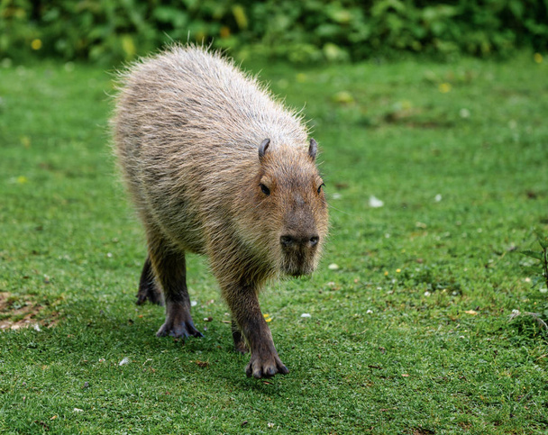 Capybara, Hydrochoerus hydrochaeris grazing on fresh green grass - Photo, Image