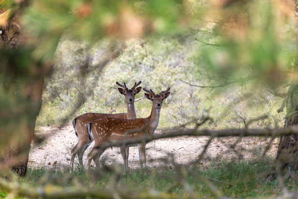 Deer among the bushes in the dunes, Dutch landscape - Photo, Image