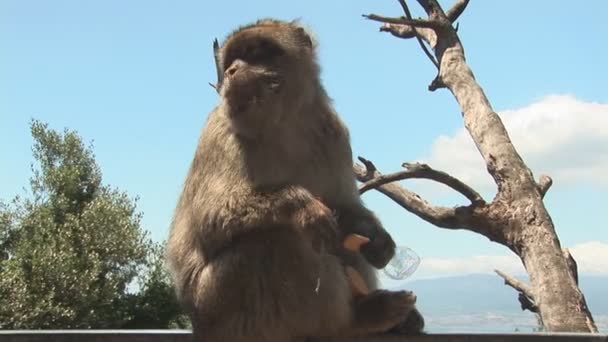 Barbary apes - Felvétel, videó