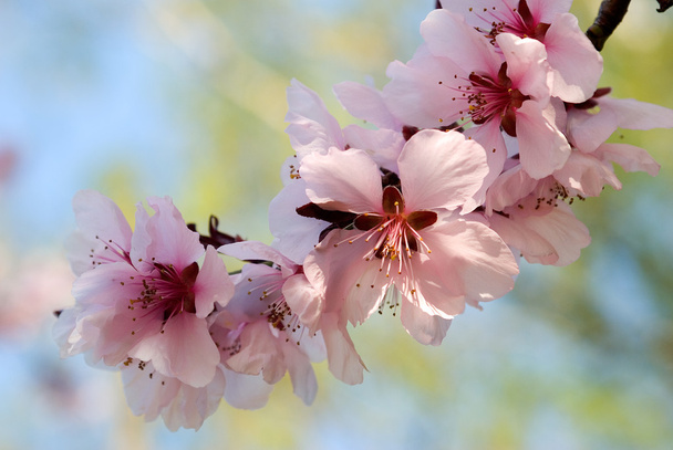Blooming cherry plum tree twig - Photo, Image