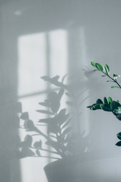 Schatten der Blumen Hauspflanze auf Tapeten grauen Hintergrund. Design, ard, abstraktes Konzept. - Foto, Bild