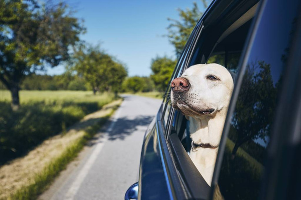 Hund mit dem Auto unterwegs. - Foto, Bild