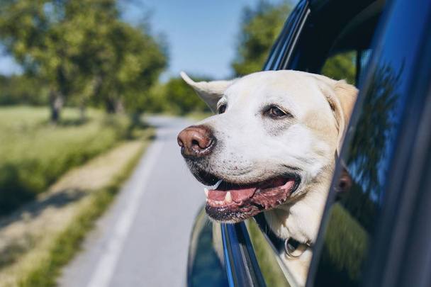 Viajes de perros en coche
 - Foto, Imagen
