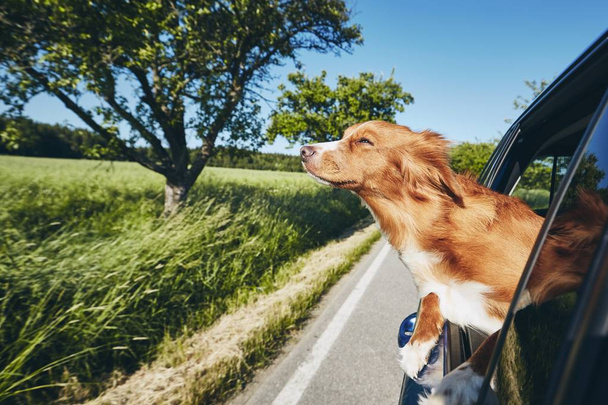 Dog travel by car - Фото, изображение