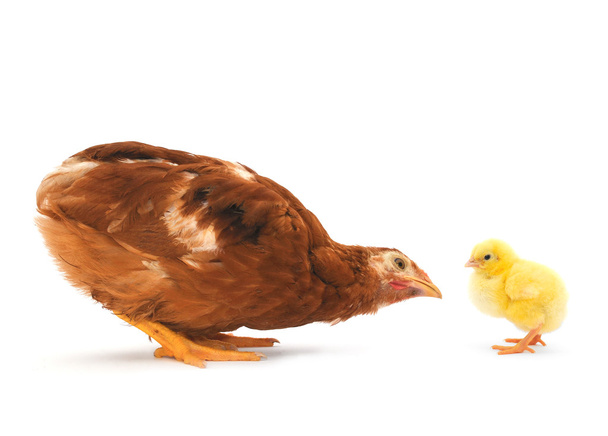 Brown hen and chick - Foto, Bild