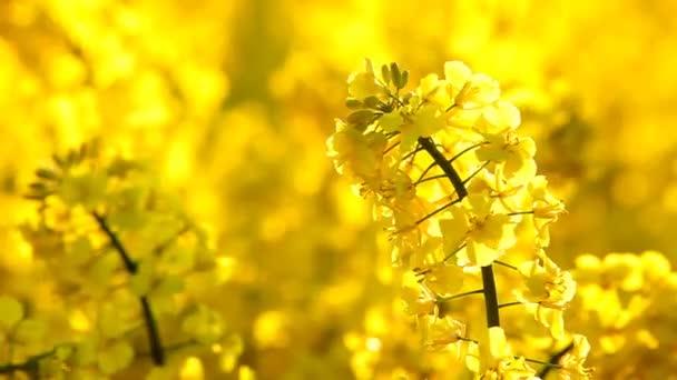 geel veld met koolzaad in het vroege voorjaar - Video