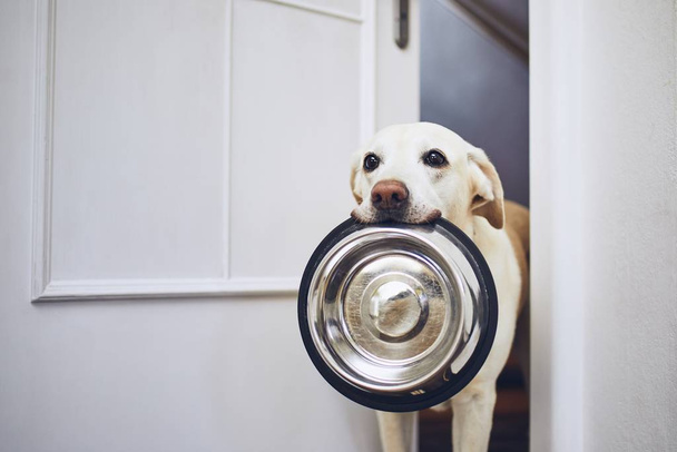 Dog waiting for feeding - Foto, afbeelding