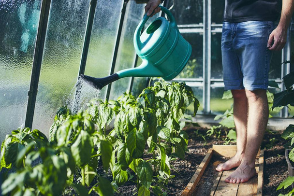 Gardener working in greenhouse - Foto, imagen