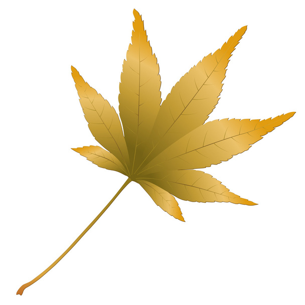Japanese Maple leave - Vector, Image