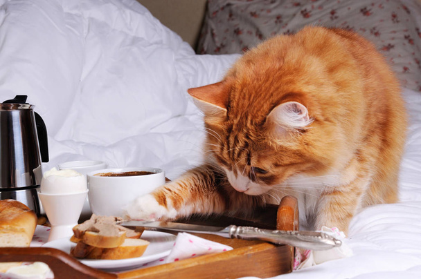  Gato robando comida
 - Foto, imagen