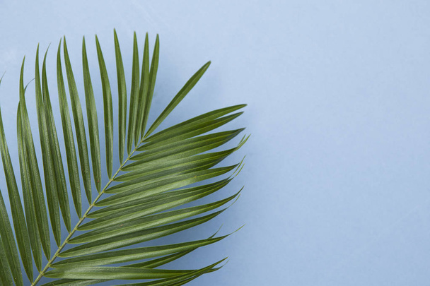Tropical palm tree leaf on a pastel blue background - Foto, afbeelding