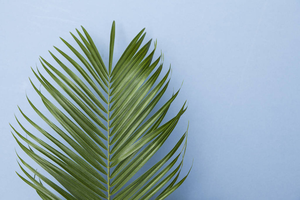 Tropical palm tree leaf on a pastel blue background - Foto, afbeelding