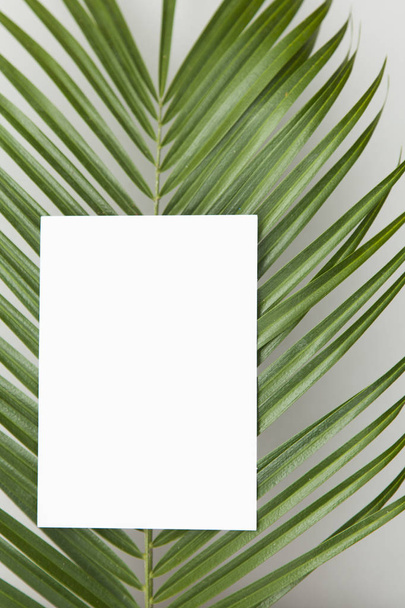 Tropical palm tree leaf with a blank label on a plain white back - Foto, afbeelding