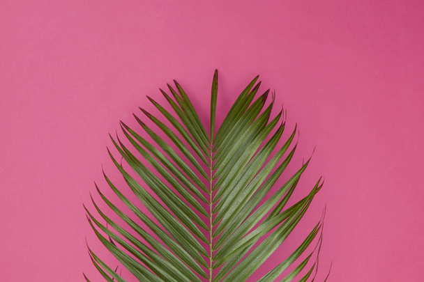 Tropical palm tree leaf on a trendy pastel pink background - 写真・画像