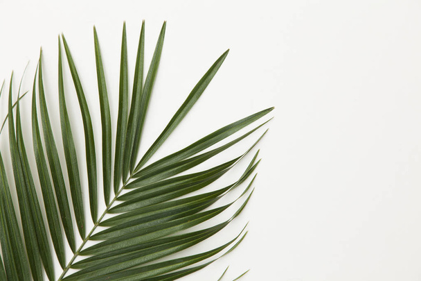 Tropical palm tree leaf on a plain white background - Fotó, kép