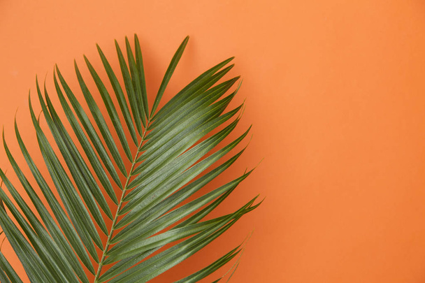 Tropical palm tree leaf on a summer orange background - Photo, Image