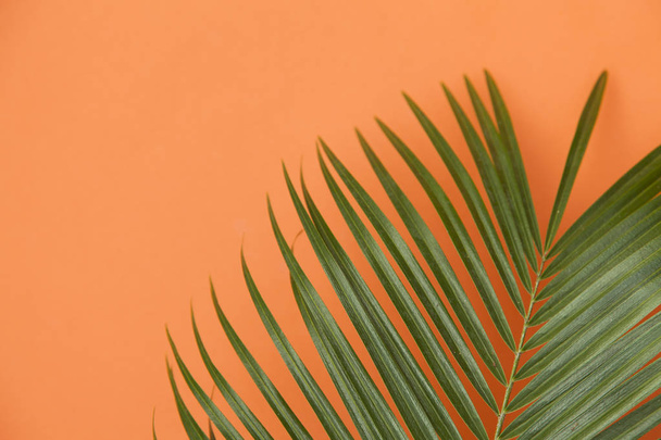Tropical palm tree leaf on a summer orange background - Foto, afbeelding