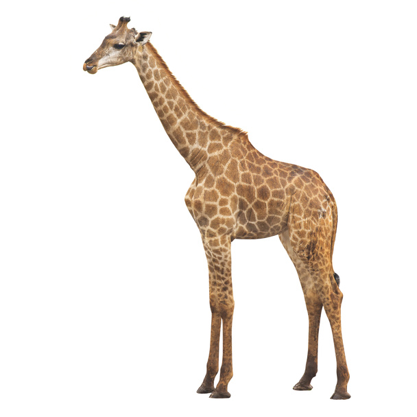 Girafe sur fond blanc avec chemin de coupe
 - Photo, image
