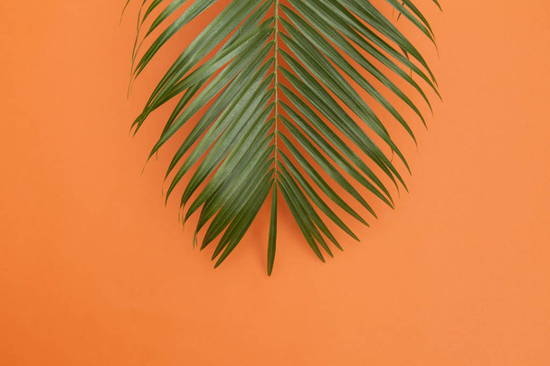 Tropical palm tree leaf on a summer orange background - Fotoğraf, Görsel