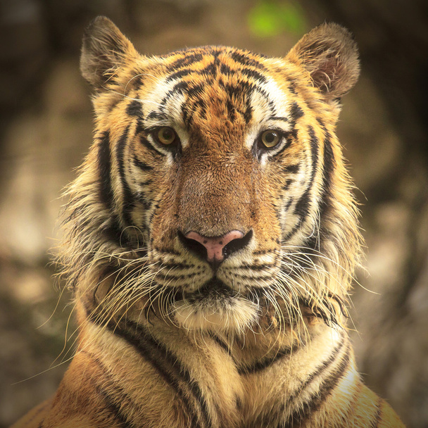 tijger - Foto, afbeelding