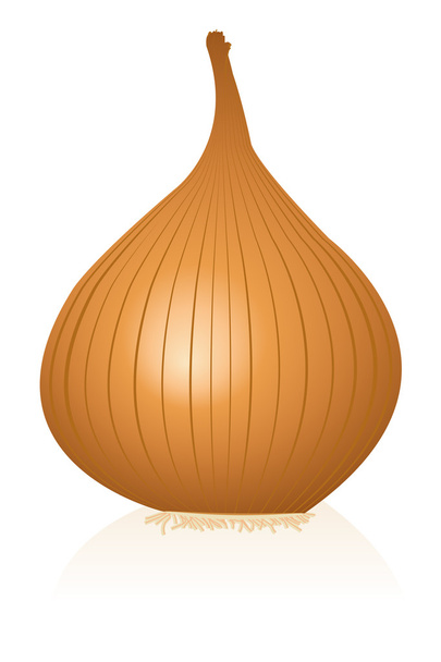 Onion - Vector, Image